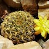 Sulcorebutia- candiae _ssp.candiae_ KK_ 1031_ 05